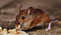 24 Hour & Emergency Exterminators in Lakeview Heights, KY